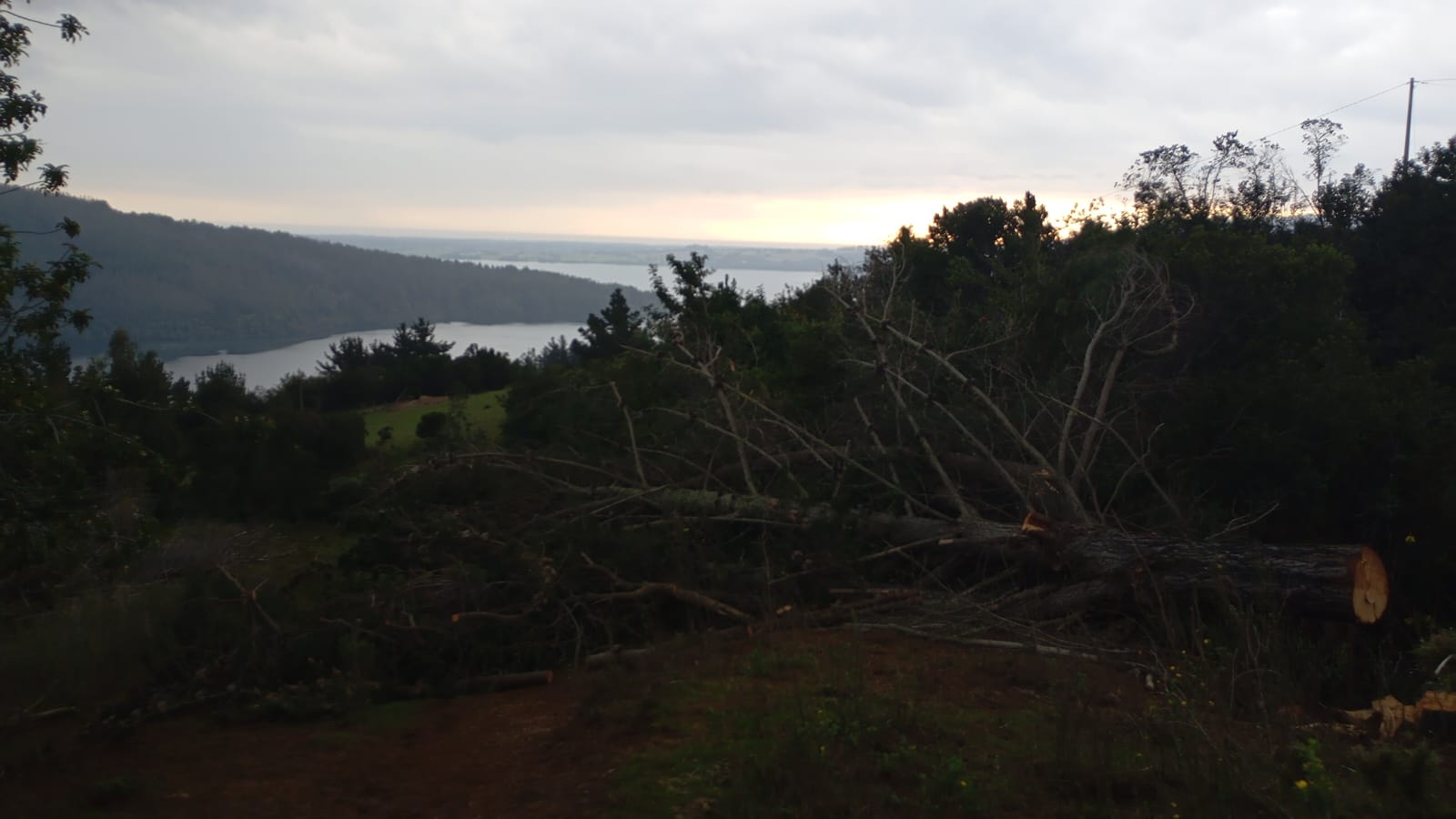 Bosque Lago Lleu Lleu