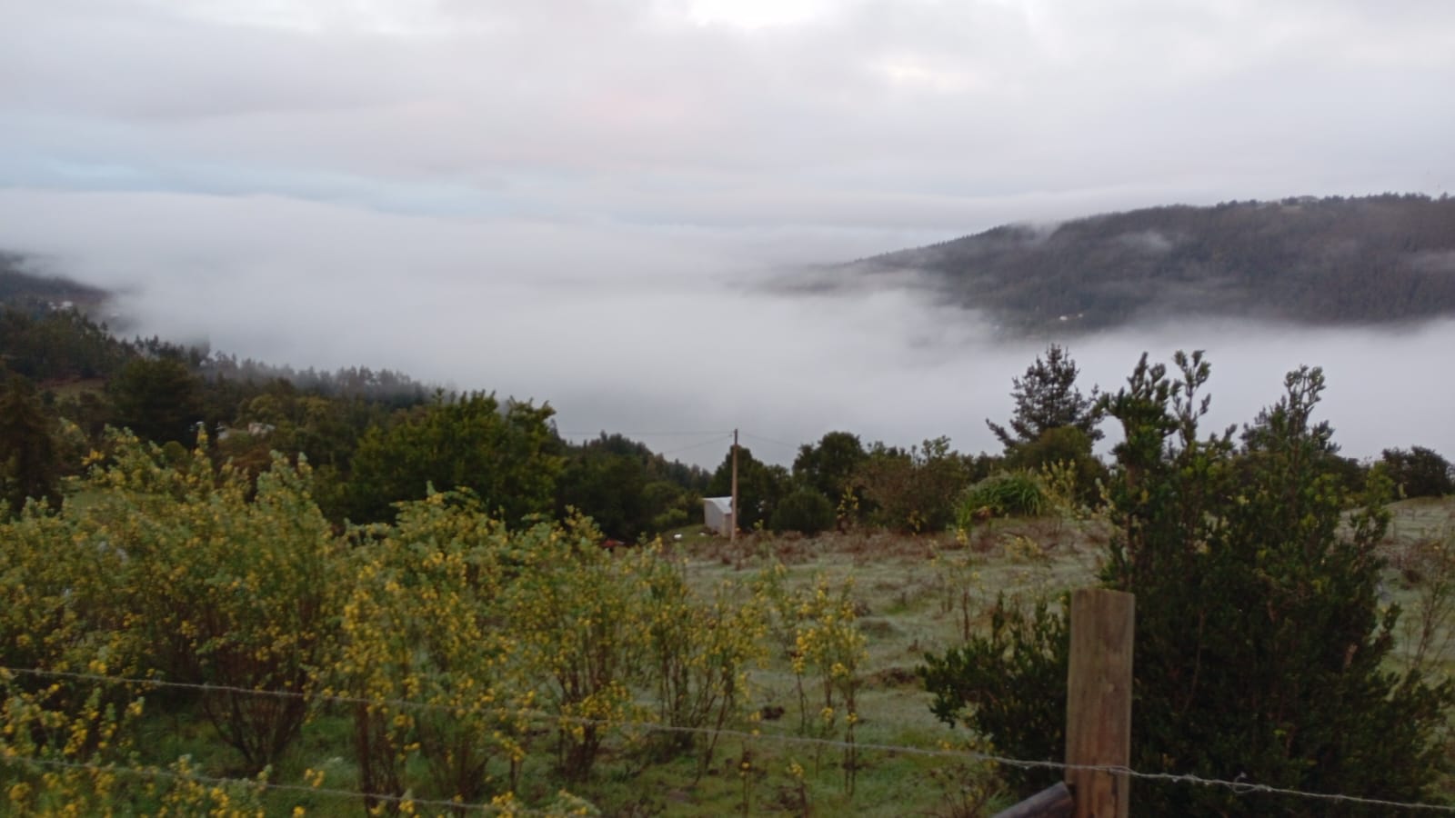 Flora Lago Lleu Lleu