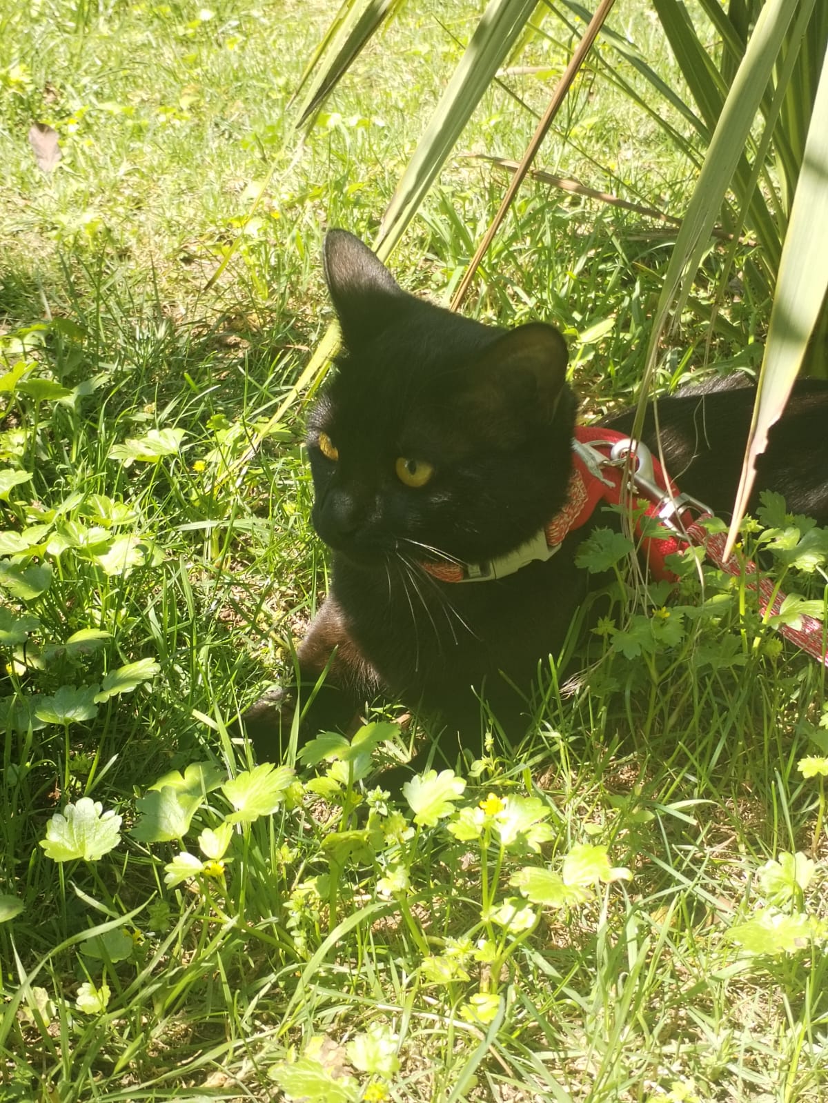 Playa Lago Lleu Lleu